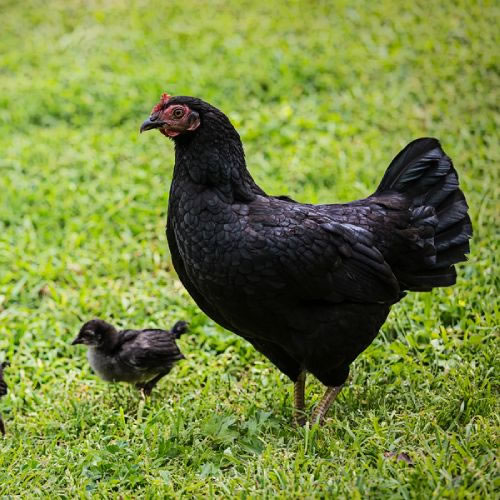 photo of Black Maran Hens