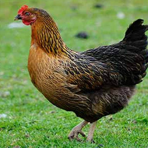 photo of High Elms Black/Black Rock Hens