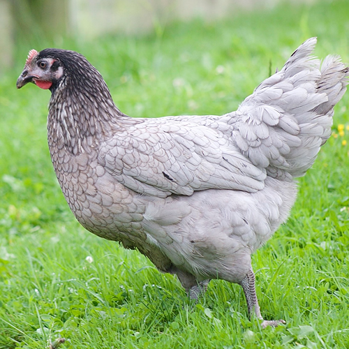 photo of Bluebell Hens