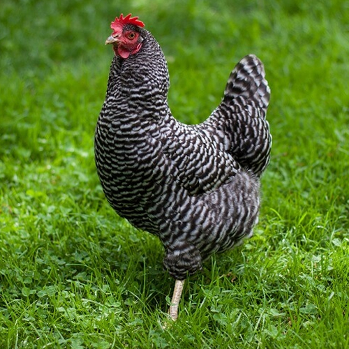 photo of High Elms Barred Rock Hens