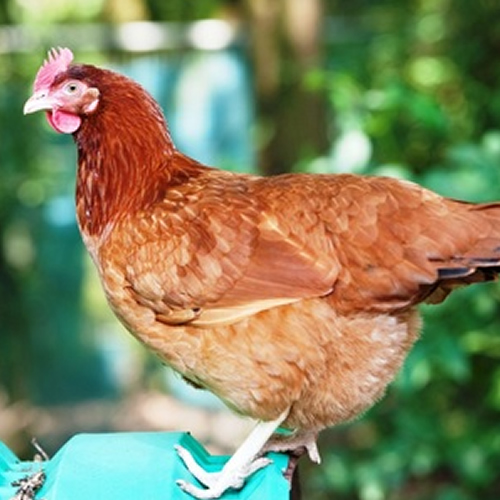 photo of Redco Hens