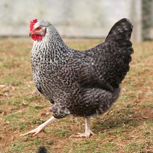 photo of Speckled/Coucou Hens