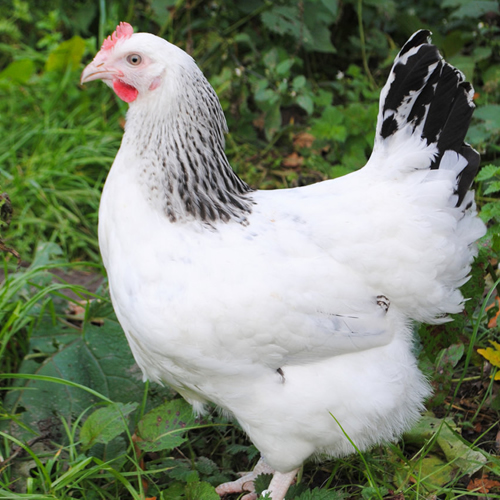 photo of Sussex Hens