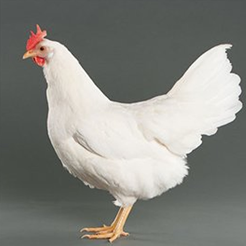 photo of White Leghorn Hens